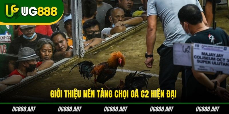 Giới thiệu nền tảng chọi gà C2 hiện đại Giới thiệu nền tảng chọi gà C2 hiện đại
