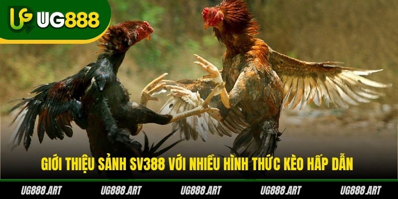 Giới thiệu sảnh SV388 với nhiều hình thức kèo hấp dẫn Giới thiệu sảnh SV388 với nhiều hình thức kèo hấp dẫn