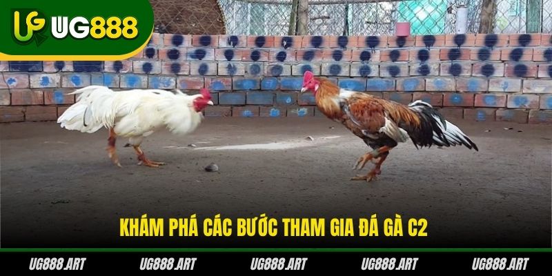 Khám phá các bước tham gia đá gà C2 Khám phá các bước tham gia đá gà C2