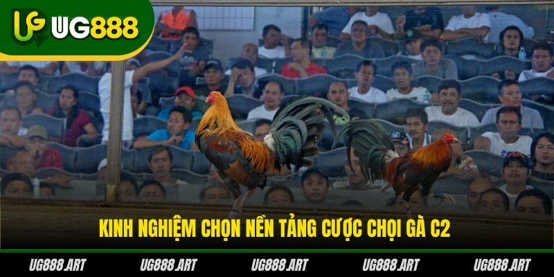 Kinh nghiệm chọn nền tảng cược chọi gà C2 Kinh nghiệm chọn nền tảng cược chọi gà C2