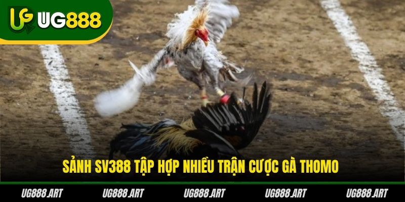 Sảnh SV388 tập hợp nhiều trận cược gà Thomo Sảnh SV388 tập hợp nhiều trận cược gà Thomo