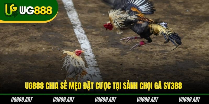 UG888 chia sẻ mẹo đặt cược tại sảnh chọi gà SV388 UG888 chia sẻ mẹo đặt cược tại sảnh chọi gà SV388