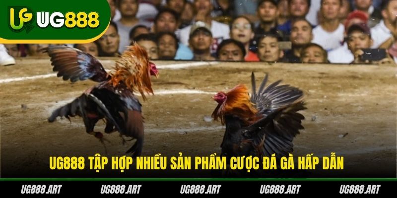 UG888 tập hợp nhiều sản phẩm cược đá gà hấp dẫn UG888 tập hợp nhiều sản phẩm cược đá gà hấp dẫn